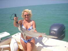 Bonnet Head Shark caught on a recent Charter fishing trip on Marco Island