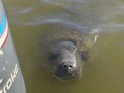 Seals - Our Naples Charter Fishing Excursions Attract Friends Of All Sorts