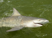 A hooked SHARK caught aboard Fins n Grins - the best Marco Island charter fishing experience there is in the Bay