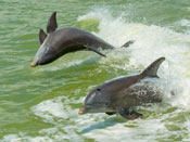 Dolphins playing and following our boat during our Marco Island fishing trip