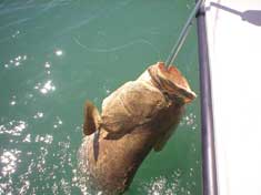 250 lb Goliath Grouper caught in Gullivan Bay, nice catch on 30 lb test! - Marco Island Fishing Charters